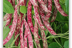 Stangenbohne 'Borlotti'