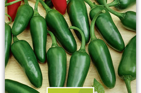 Paprika 'Jalapeo'