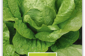 Lattich-Bindesalat 'Valmaine' - Rmersalat