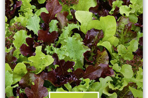 Schnittsalat Mesclun