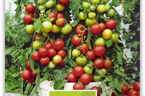 Tomate 'Rentita' Topftomate