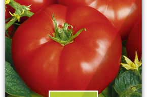 Tomate 'Marmande' Fleischtomate