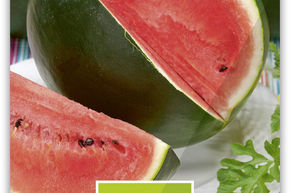 Wassermelone 'Sugarbaby' rotfleischig