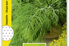 Dill, einjhrig Saatplatte