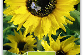 Sonnenblume 'Uniflorus'