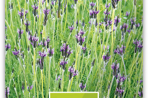 Farnblättriger Lavendel 'Multifida'