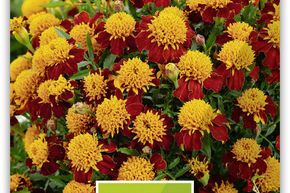 Tagetes nieder 'Orangeflame'