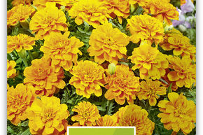 Tagetes nieder  'Tangerine'