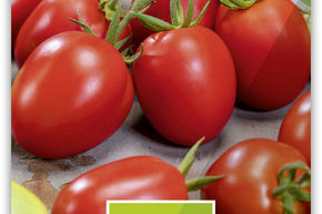 Tomate 'San Marzano'