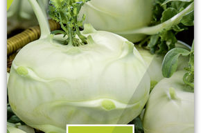 Kohlrabi 'Lanro' frh BIO VK