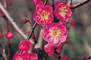 Prunus mume 'Kanko Bai'