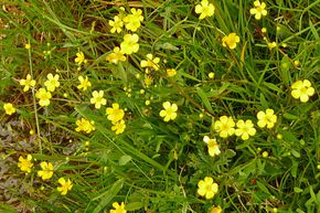 Ranunculus flammula