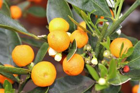 Kumquats kaufen Kumquat Pflanze online bestellen Lubera®