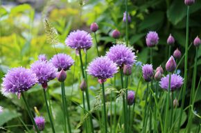 Allium schoenoprasum