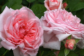 Rosa Amorosa