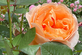 Rosa Abbaye de Cluny