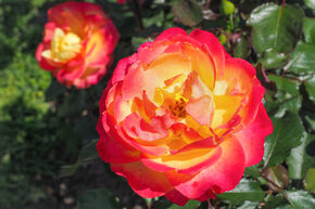 Rosa Flaming Star