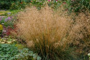 Deschampsia cespitosa 'Bronzeschleier'