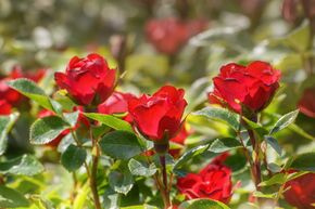 Rosa Zepeti