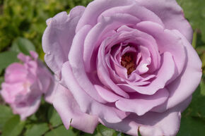 Rosa Blue Girl