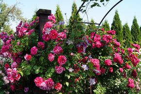 Kletterrose Ines Sastre