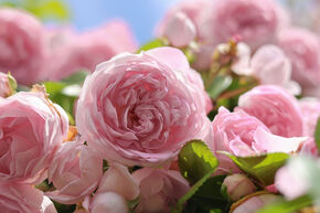 Rosa Divina