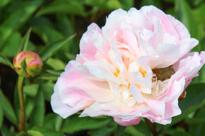 Paeonia lactiflora 'Catharina Fontijn'