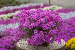 Phlox subulata 'Early Spring Dark Pink'