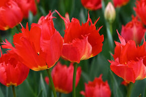 Tulipa 'Robbedoes'�