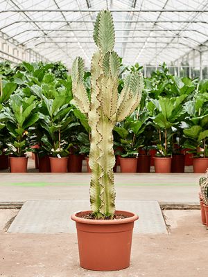  Euphorbia ingens marmorata, Verzweigt, im 35cm Topf, Hhe 160cm, Breite 75cm