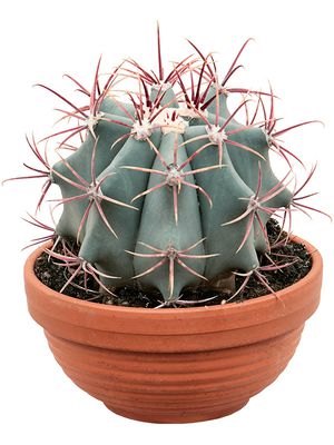  Ferocactus stainesii, Kugel, im 17cm Topf, Hhe 25cm, Breite 20cm