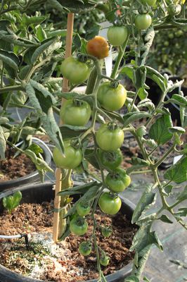 Tomaten dngen, dann klappt's auch mit der Ernte