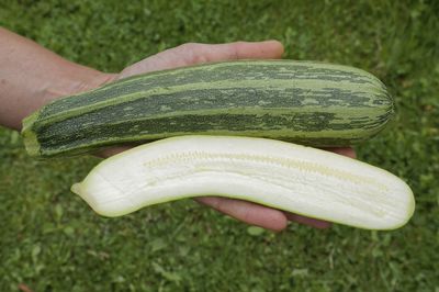Sind Zucchini gesund und gut fr den Krper?