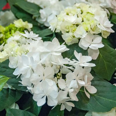 Garten-Hortensie (Hydrangea macrophylla 'Coco')