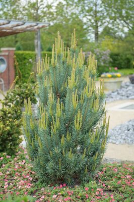 Silberkiefer 'Watereri', Pinus sylvestris