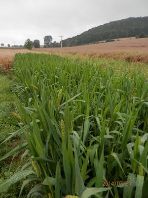 Kolbenhirse Herbstfeuer BIO