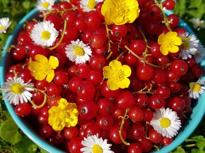 'Happy-Pills' und Tau an den Füssen machen glücklich - wer wagt einen Selbstversuch?