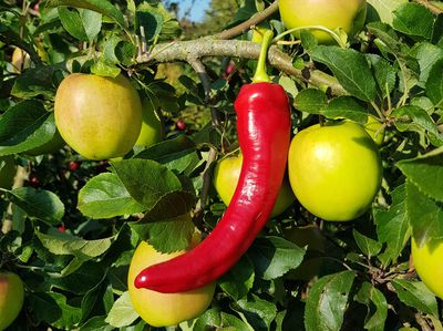 Bin dann mal im Garten…