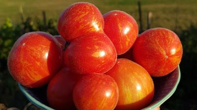 Tomaten-Test im Norden: Und der Gewinner ist...?
