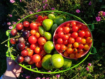 Der Rest vom (Garten-)Schützenfest und was man damit macht, Teil 1