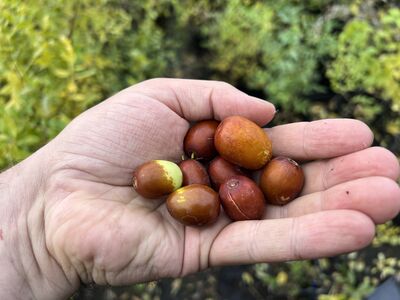 jujube, Ziziphus jujuba, chinesische Dattel, Ziziphus Black Sea