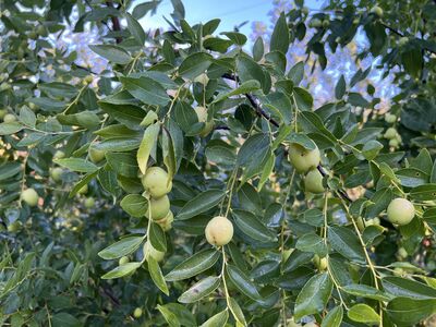 jujube, Ziziphus jujuba, chinesische Dattel, Ziziphus Coco