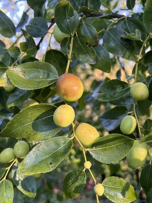 jujube, Ziziphus jujuba, chinesische Dattel, Ziziphus Black Sea