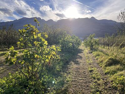 Welcher Feigenbaum ist winterhart? Resultate eines mehrjhrigen Freilandversuchs mit 135 Sorten