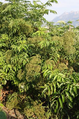 Gartenholunder Howunder 'Nova', Sambucus canadensis 'Nova'