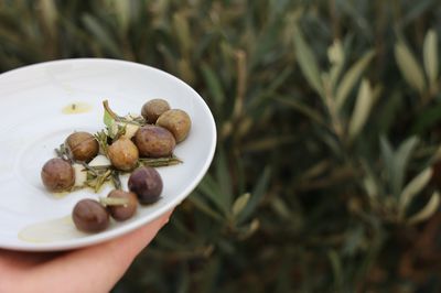 Oliven einlegen aus eigener Ernte 