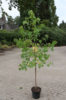 Amberbaum 'Worplesdon' Hochstamm Lubera.de