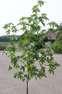 Amberbaum Hochstamm Lubera.de