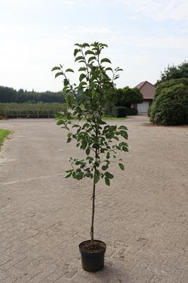 Chinesische Wildbirne 'Chanticleer' Hochstamm Lubera.ch