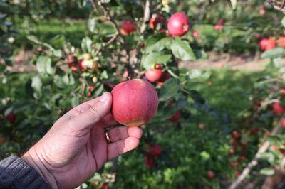 Die Lubera Apfelsorten &#8211; wie alles begann und warum sie besser sind